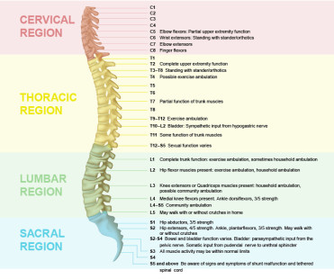 SPINE4 - i-Spine Institute - Dr. Jamie Gottlieb | Indiana Orthopedic ...